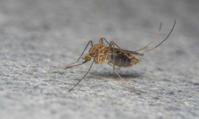 Ο ιός του Δυτικού Νείλου «ξαναχτυπά» – Τα πρώτα περιστατικά στη χώρα μας