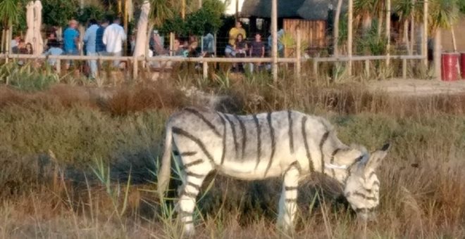 Εβαψαν γαϊδουράκια για να ταιριάζουν με το θέμα του γάμου τους