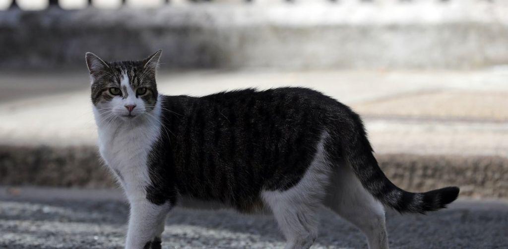 Ο Τζόνσον εξετάζει… διορισμό σκύλου δίπλα στον Λάρι