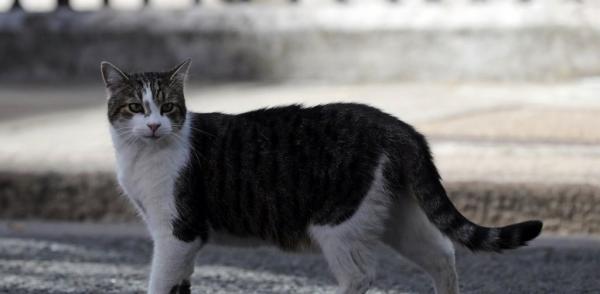 Ο Τζόνσον εξετάζει… διορισμό σκύλου δίπλα στον Λάρι