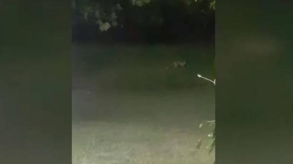 Απίστευτο: Αναπάντεχος επισκέπτης σε σπίτι οικογενείας