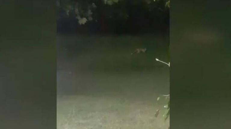 Απίστευτο: Αναπάντεχος επισκέπτης σε σπίτι οικογενείας