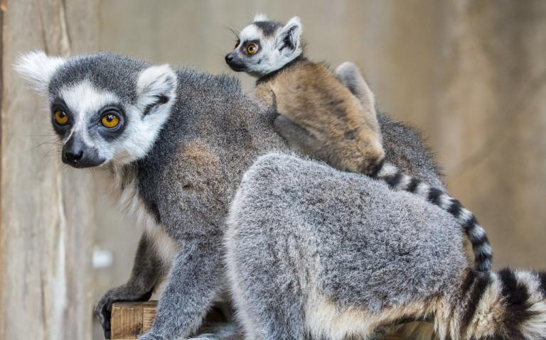 ΗΠΑ: Άρπαξε λεμούριο από ζωολογικό κήπο για να τον κάνει κατοικίδιο