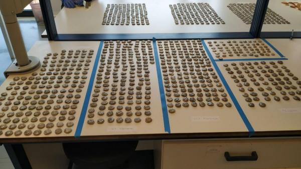 ΑΑΔΕ: Σύλληψη για παράνομα αρχαία ελληνικά νομίσματα