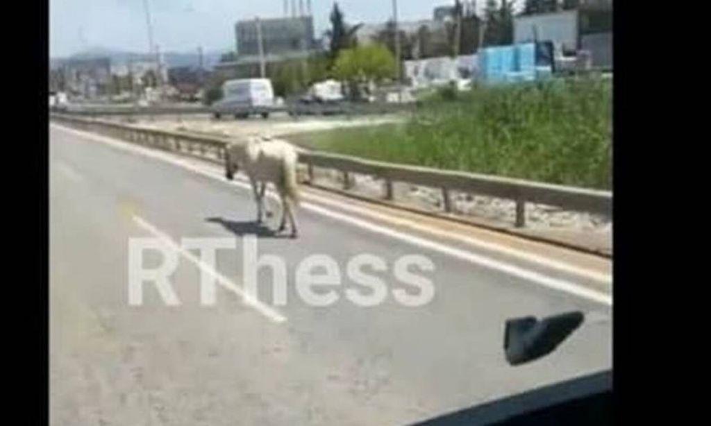 Άλογο… έκοβε βόλτες στους δρόμους της Θεσσαλονίκης