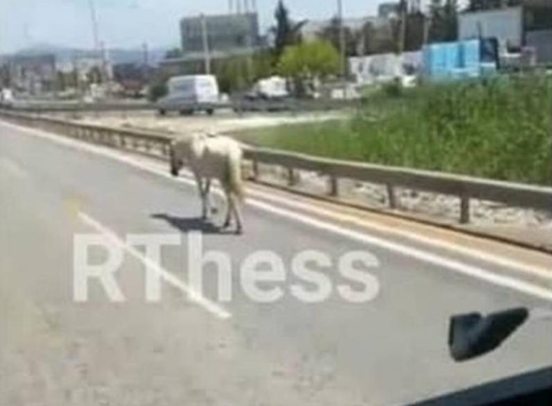 Άλογο... έκοβε βόλτες στους δρόμους της Θεσσαλονίκης