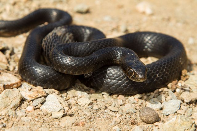 Άνδρας δάγκωσε… φίδι για να το εκδικηθεί