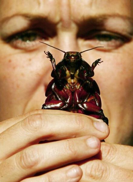 Κατσαρίδες: Δεν τις σκοτώνουν ούτε τα εντομοκτόνα