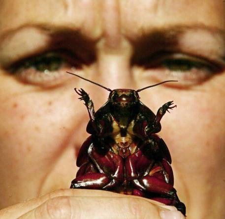 Κατσαρίδες: Δεν τις σκοτώνουν ούτε τα εντομοκτόνα