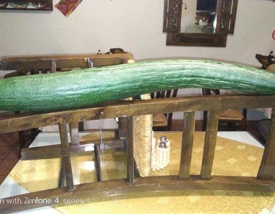 Αγγούρι-μαμούθ στην Κρήτη: Δεν θα πιστεύετε το μήκος του