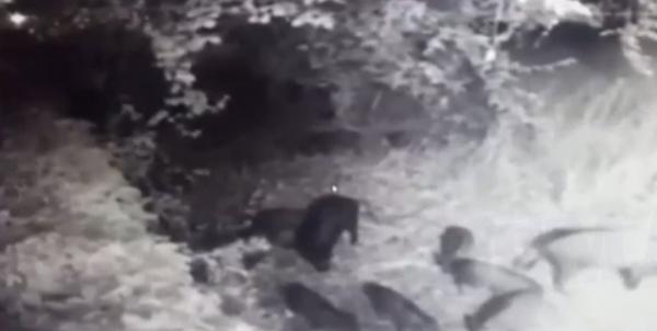 Πρωτόγνωρο: Αγριογούρουνα βολτάρουν στην Εκάλη