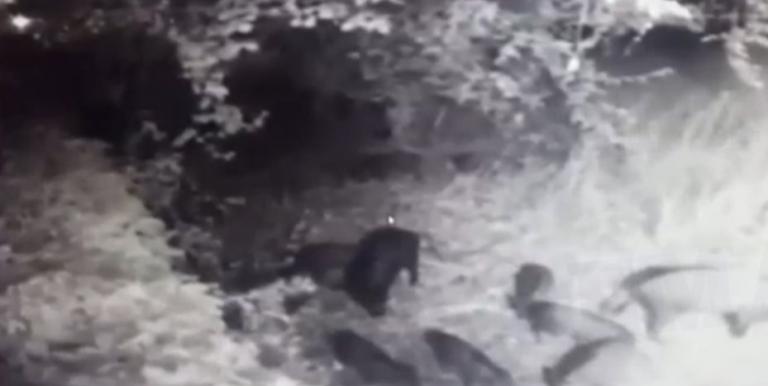 Πρωτόγνωρο: Αγριογούρουνα βολτάρουν στην Εκάλη