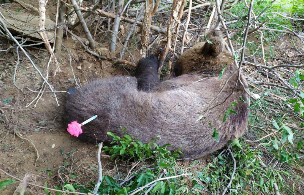 Απελευθερώθηκε αρκούδα από παγίδα στην Έδεσσα