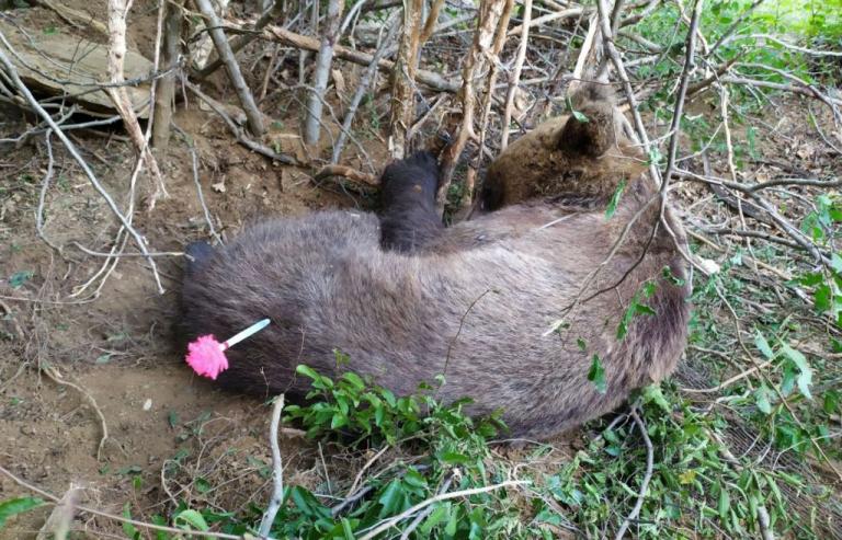 Απελευθερώθηκε αρκούδα από παγίδα στην Έδεσσα