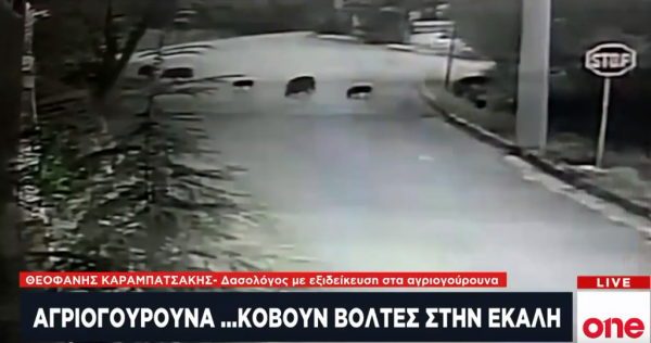 Μυστήριο με τα αγριογούρουνα στα βόρεια προάστια – Πού οφείλεται η «κάθοδός» τους