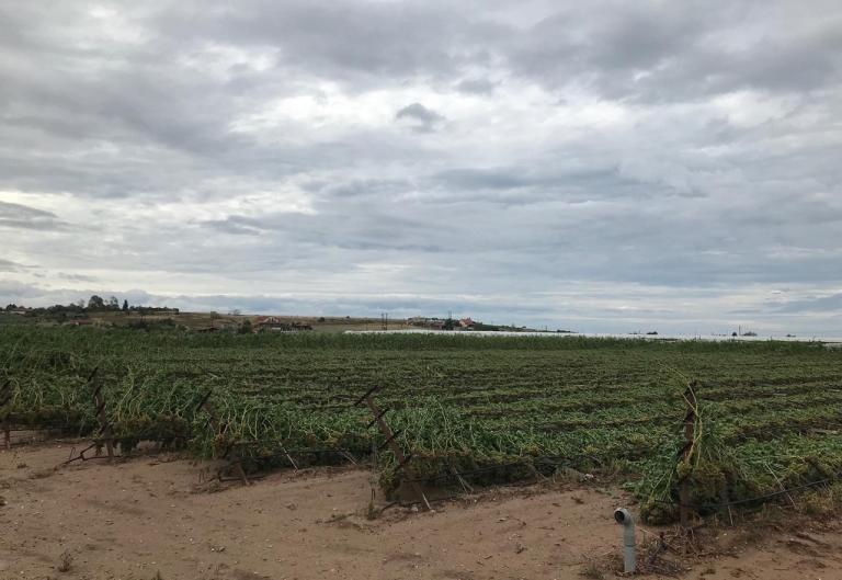 Σε απόγνωση οι αγρότες της Χαλκιδικής – «Δεν έχουμε ξαναδεί τέτοια καταστροφή»