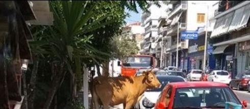 Λαμία όπως λέμε… Μαδρίτη: Πήραν στο κυνήγι ταύρο που έτρεχε πανικόβλητος