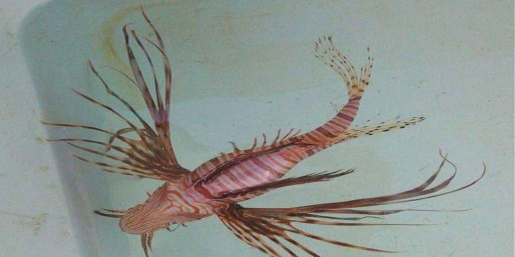 Το δηλητηριώδες λεοντόψαρο πιάστηκε σε παραλία της Ν. Κρήτης