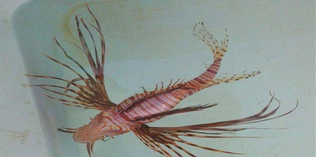 Το δηλητηριώδες λεοντόψαρο πιάστηκε σε παραλία της Ν. Κρήτης