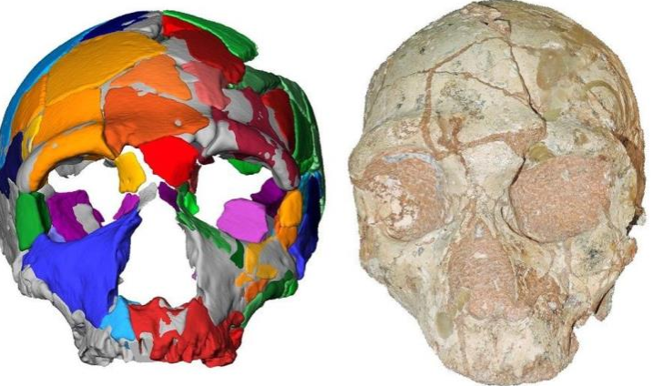 Απήδημα Μάνης: Κρανίο 210.000 ετών αποτελεί το αρχαιότερο δείγμα σύγχρονου ανθρώπου στην Ευρασία