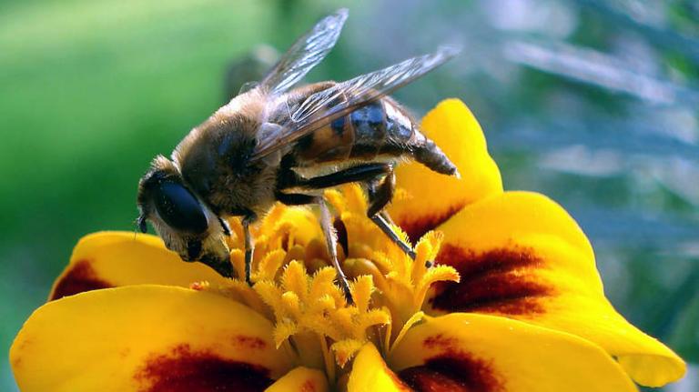 «Μελισσοκόμος» πέθανε από τσίμπημα μέλισσας στην Ορεστιάδα