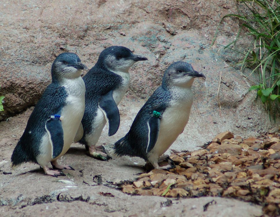 Συνέλαβαν ζεύγος… πιγκουίνων στη Νέα Ζηλανδία