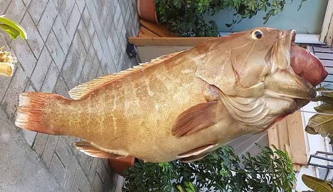 Ψαριά από τις λίγες: Έβγαλε σφυρίδα 17,5 κιλών στη Μεσσηνία