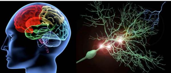 Γιατί δεν βρίσκεται θεραπεία για το Alzheimer; – Η έρευνα έλληνα καθηγητή