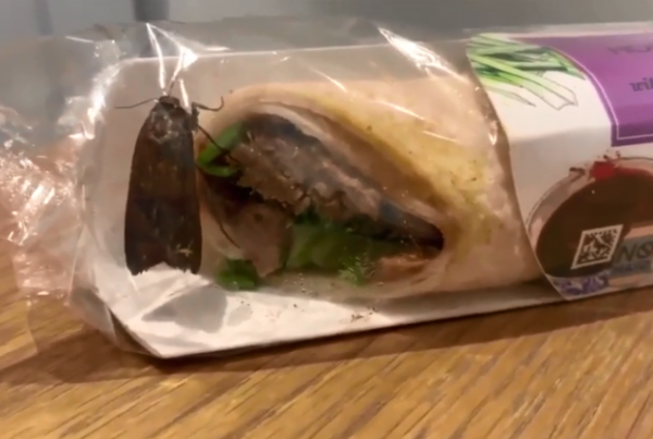 Αγόρασε συσκευασμένο σάντουιτς και βρήκε ένα τεράστιο σκόρο ζωντανό
