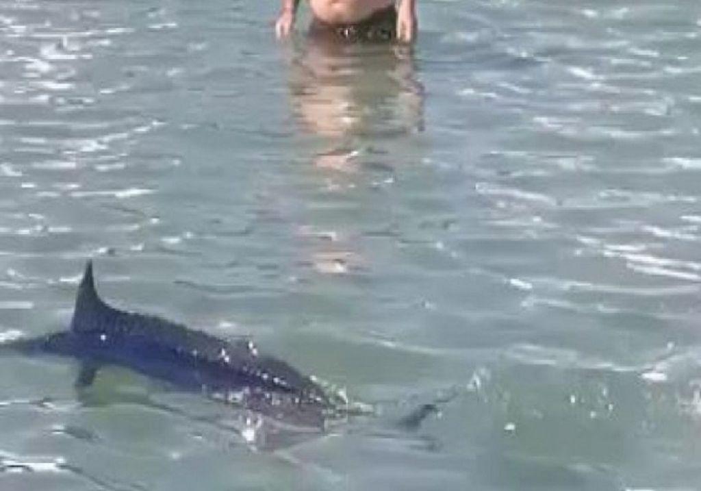 Δικογραφία για την υπόθεση του ξιφία που θανατώθηκε από λουόμενους