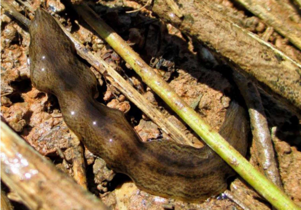 Το σκουλήκι «Ομπάμα» απειλεί το οικοσύστημα της Ευρώπης