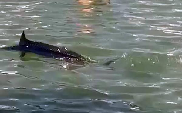 Ξιφίας βγήκε στα ρηχά στη Χαλκίδα και λουόμενοι τον σκότωσαν