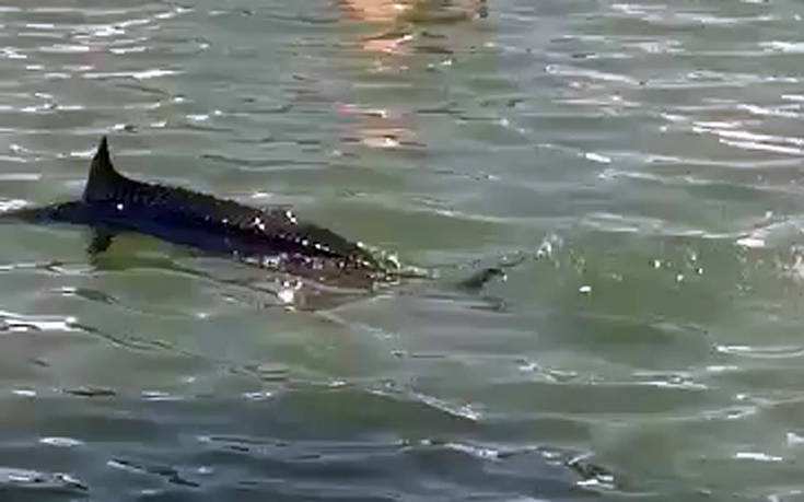 Ξιφίας βγήκε στα ρηχά στη Χαλκίδα και λουόμενοι τον σκότωσαν