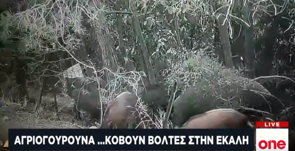 Μόνιμοι κάτοικοι… Εκάλης τα αγριογούρουνα – Εξόντωσή τους ζητεί ο δήμαρχος