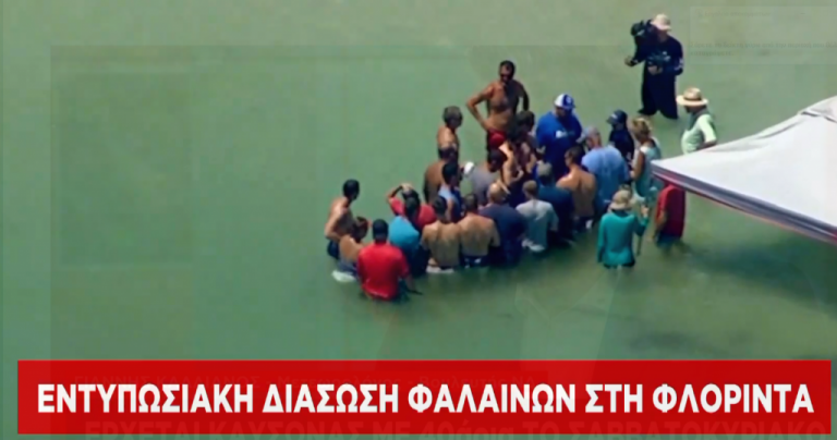 Εντυπωσιακή διάσωση φαλαινών στη Φλόριντα