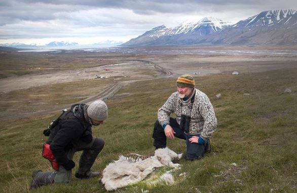 Αρκτική: 200 τάρανδοι βρέθηκαν νεκροί από την πείνα