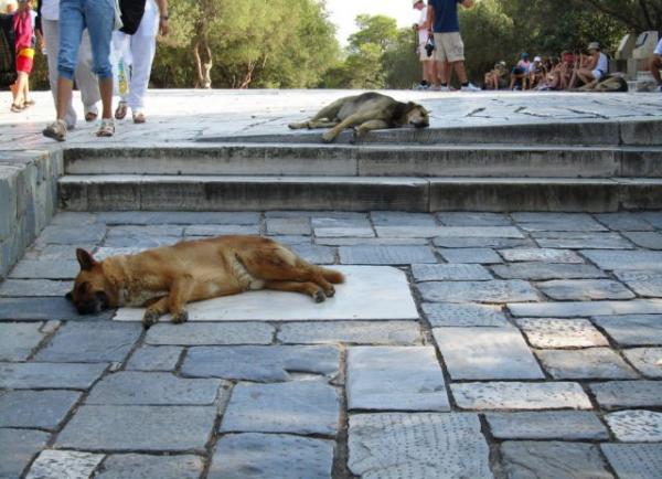 Αδέσποτα στον καύσωνα: Έκκληση στους πολίτες για λίγο νερό και ανθρωπιά