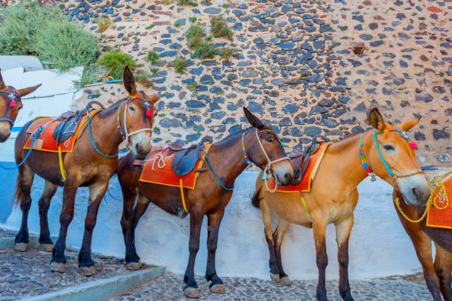 Σαντορίνη – Καταγγελία ακτιβιστή: Με έδειραν γιατί κατέγραφα βασανιστήρια γαϊδουριών