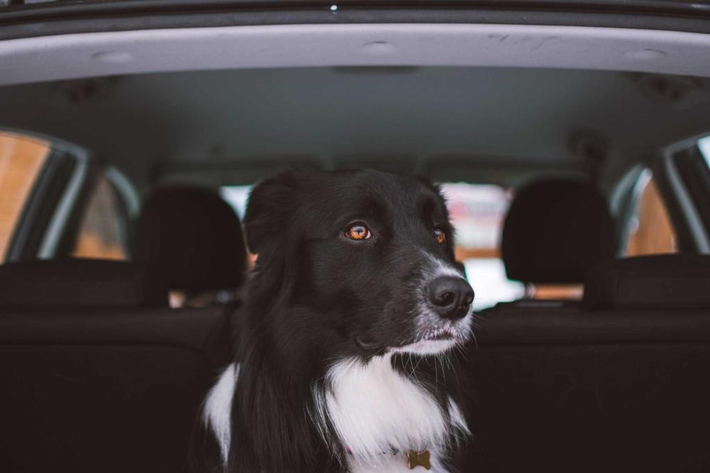 Φρίκη στον Βόλο: Άφησε τον σκύλο του μέσα στο αμάξι και πέθανε από τη ζέστη