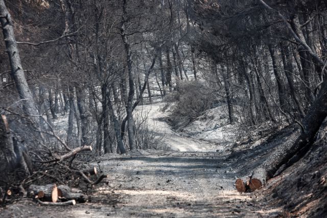 Φωτιά στην Εύβοια: Υπαινιγμοί για εμπρησμό – Τι καταγγέλλουν μάρτυρες