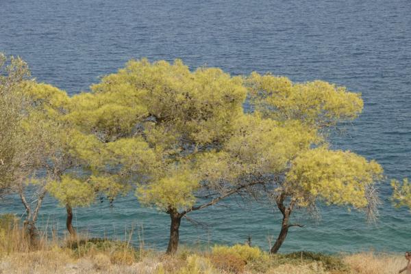 Ουσιαστικά: τα είδη, τα γένη, ο αριθμός και οι ανωμαλίες στην κλίση τους (Μέρος Β’)
