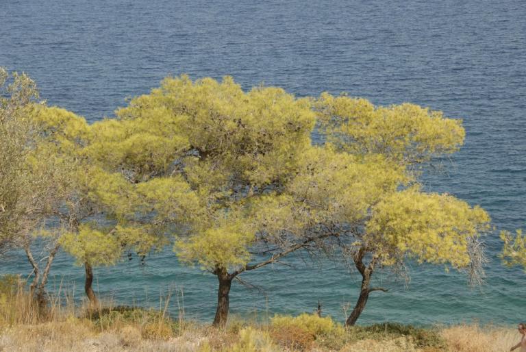 Ουσιαστικά: τα είδη, τα γένη, ο αριθμός και οι ανωμαλίες στην κλίση τους (Μέρος Β’)