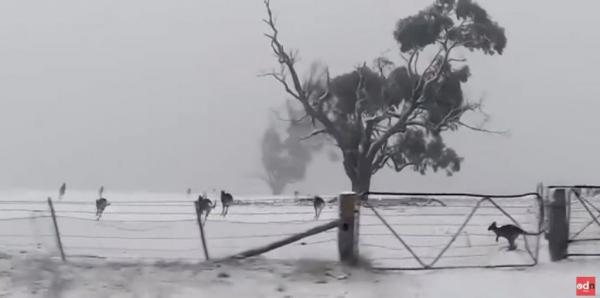 Παιχνίδια στο χιόνι για… τα καγκουρό της Αυστραλίας