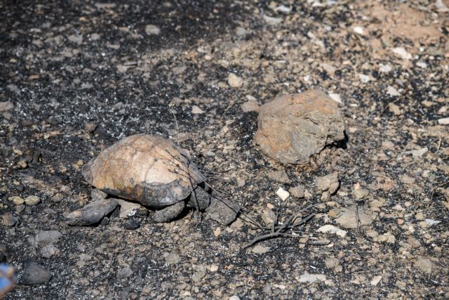 Υμηττός: Θύμα της φωτιάς η πανίδα – Κάηκαν πολλές χελώνες