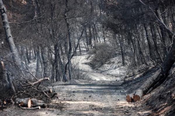 Δήμαρχος Διρφύων στο One Channel: Με την καταγραφή θα ξέρουμε εάν κάηκε περιοχή Natura