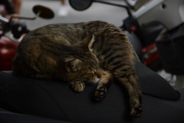 Κτηνωδία στην Κρήτη: Σκότωσαν γάτες και τις άπλωσαν στο δρόμο