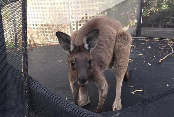 Τι συμβαίνει όταν ένα καγκουρό βρεθεί σε τραμπολίνο