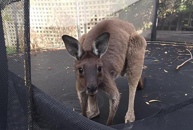 Τι συμβαίνει όταν ένα καγκουρό βρεθεί σε τραμπολίνο