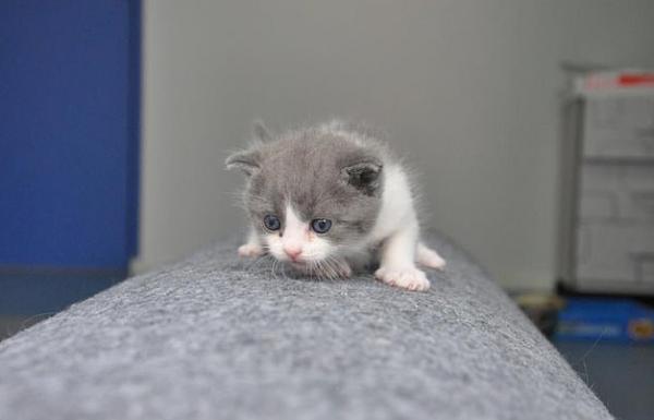 Εταιρεία στην Κίνα κλωνοποιεί γάτες και σκύλους