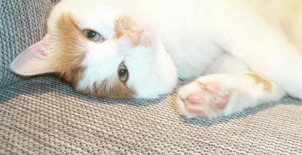 Ταμπούς ο γάτος: Από την Ειδομένη στην Σουηδία